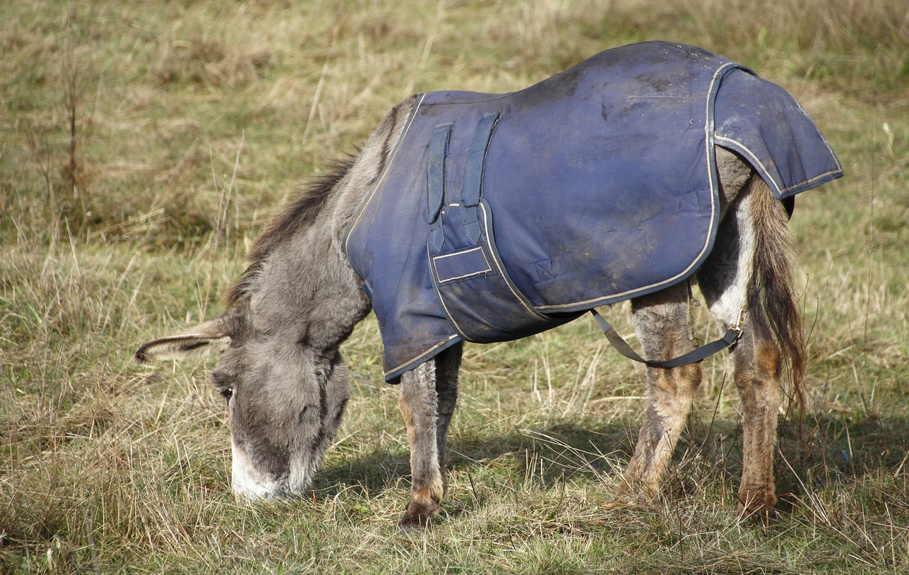 The must have content for your strategic asset management plan (SAMP)